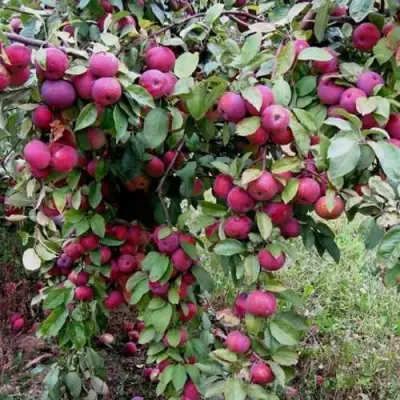 Яблоня ФЛОРИНА в Слониме