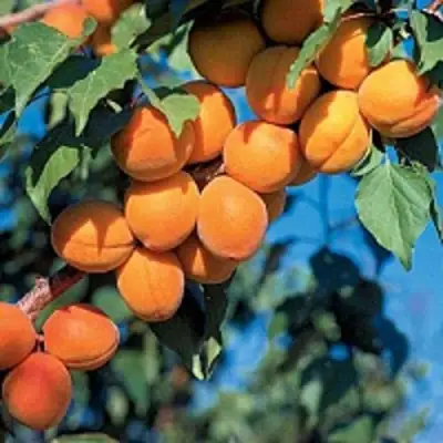 Абрикос ХАРКОТ в Слониме