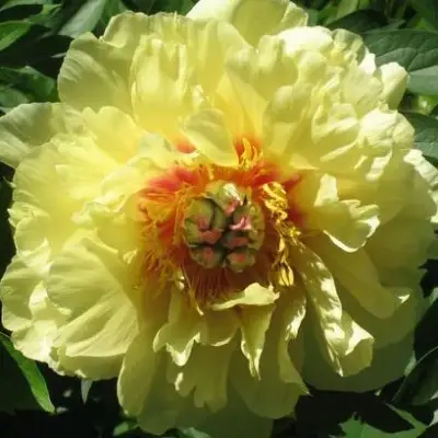 Пион ЗОЛОТАЯ КОРОНА древовидный в Слониме