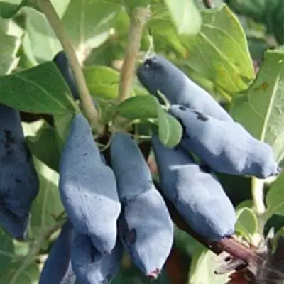 Жимолость съедобная НИМФА (ГАММА) в Слониме