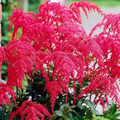 Астильба РЕД ЧАРМ Арендса в Слониме