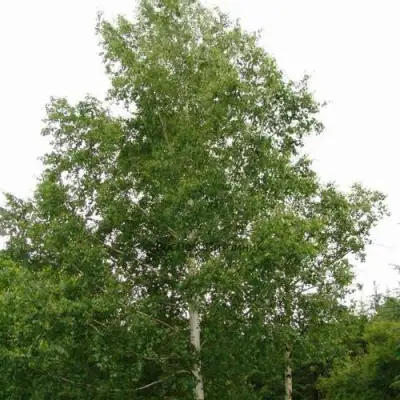 Береза бородавчатая в Слониме