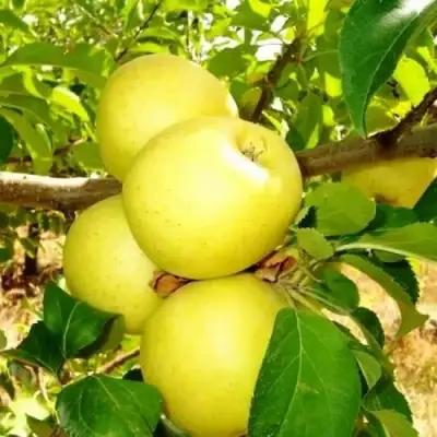 Яблоня ГОЛДЕН ДЕЛИШЕС в Слониме