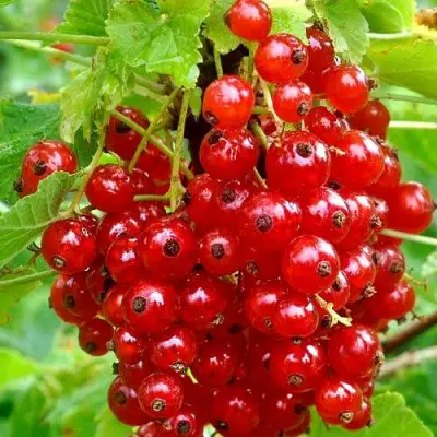 Смородина красная НЕНАГЛЯДНАЯ в Слониме