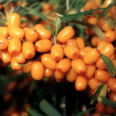 Облепиха ДАР МГУ в Слониме