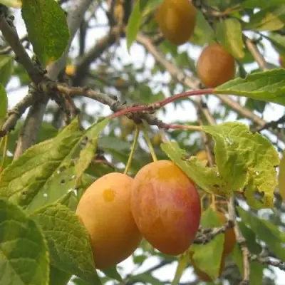 Слива НАТАША в Слониме