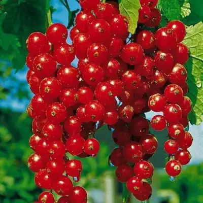 Смородина красная РОВАДА в Слониме