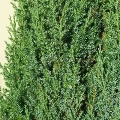 Можжевельник ХИБЕРНИКА обыкновенный  в Слониме