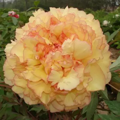 Пион ЗОЛОТАЯ РОССЫПЬ древовидный в Слониме