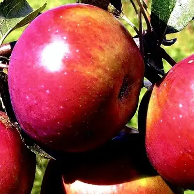 Яблоня ВЕСЯЛИНА в Слониме