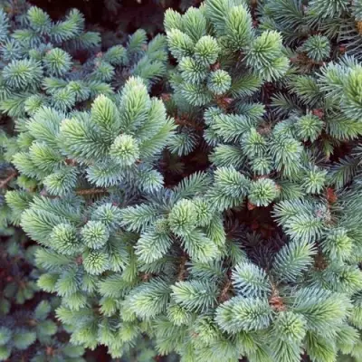 Ель ЭХИНИФОРМИС сизая в Слониме