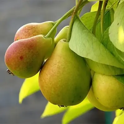 Груша СЕВЕРЯНКА в Слониме