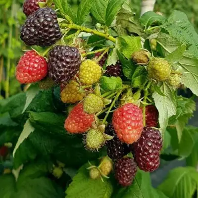 Малина БЛЭК ПОЛЬКА (ХЕБАН) в Слониме