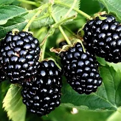 Ежевика ПРАЙМ АРК ТРЕВЕЛЕР ремонтантная  в Слониме