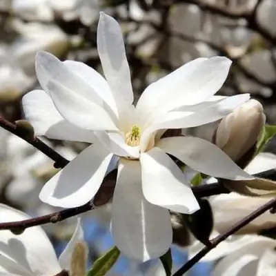 Магнолия ЛЕБНЕРА МЕРРИЛЛ в Слониме