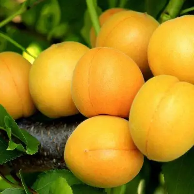 Абрикос ЦАРСКИЙ в Слониме