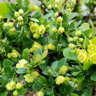 Барбарис КОБОЛЬД тунберга в Слониме