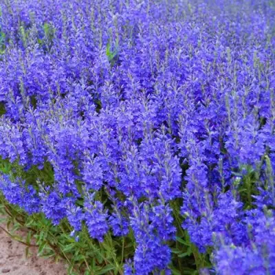 Вероника австрийская в Слониме