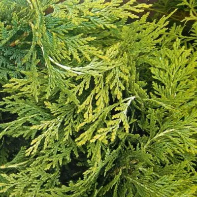 Кипарисовик САНКИСТ лавсона в Слониме