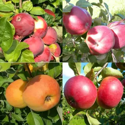 Комплект ЯБЛОНЕВЫЙ КВАРТЕТ в Слониме