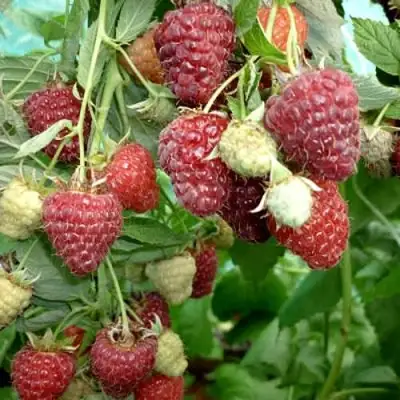 Малина ЖАР-ПТИЦА в Слониме