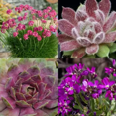 Комплект МИНИ САД в Слониме