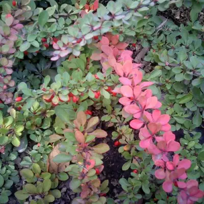 Барбарис ГРИН КАРПЕТ тунберга в Слониме