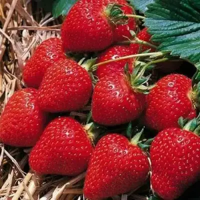 Клубника КИМБЕРЛИ в Слониме