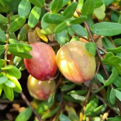 Клюква СТАНКОВИЧ в Слониме