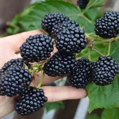 Ежевика ДЖАМБО бесшипная  в Слониме