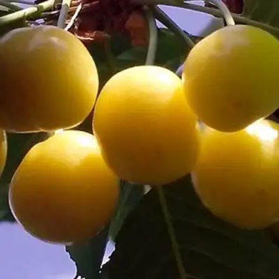 Черешня ЧЕРМАШНАЯ в Слониме