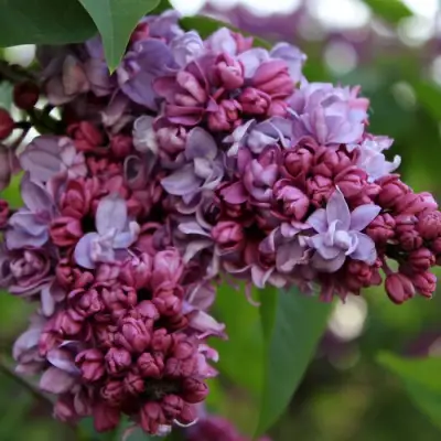 Сирень П.П.КОНЧАЛОВСКИЙ в Слониме