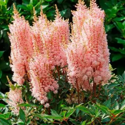 Астильба ЛУК ЭТ МИ японская в Слониме