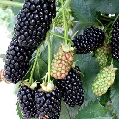 Ежевика ПРАЙМ АРК 45 ремонтантная   в Слониме