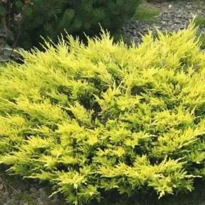 Можжевельник ЛАЙМ ГЛОУ горизонтальный  в Слониме