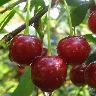 Вишня ВОЛОЧАЕВКА в Слониме