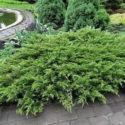 Можжевельник РОКЕРИ ДЖЕМ казацкий  в Слониме