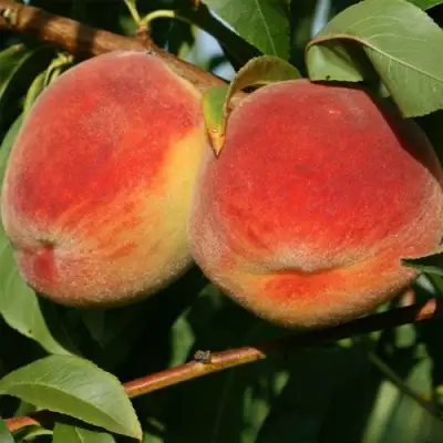 Персик МАРИЯ в Слониме