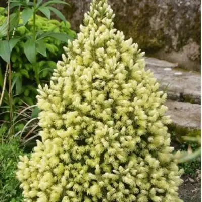 Ель МАЙГОЛД колючая в Слониме