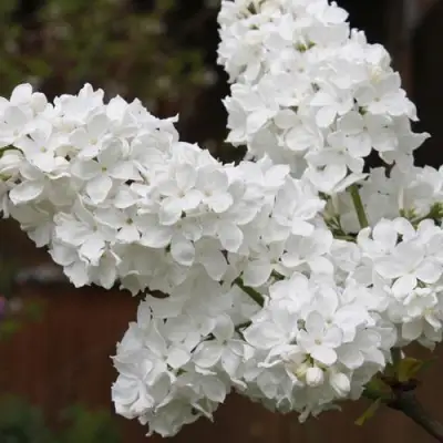 Сирень ФЛОРА в Слониме