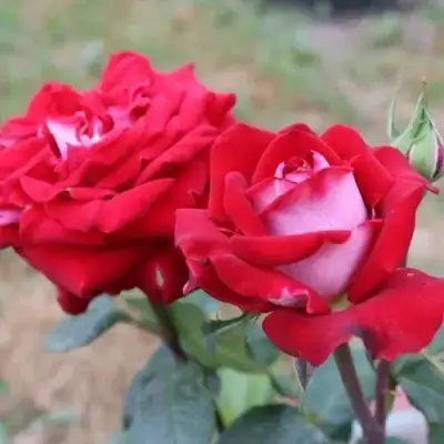 Роза АЛЬЯНС чайно-гибридная в Слониме