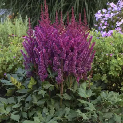 Астильба ВИЖНС китайская в Слониме