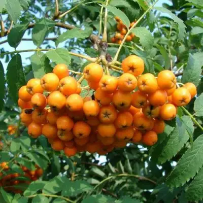 Рябина НЕВЕЖИНСКАЯ ЖЕЛТАЯ сладкоплодная в Слониме