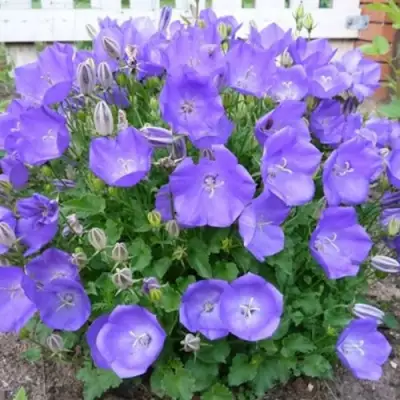 Колокольчик САНТА карпатский в Слониме