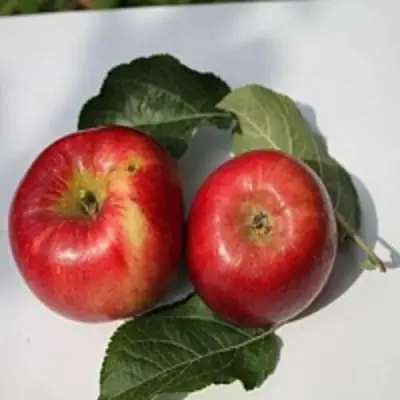 Яблоня РЕДФРИ в Слониме