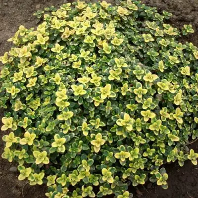 Тимьян ДОННА ВАЛЕЙ лимоннопахнущий в Слониме