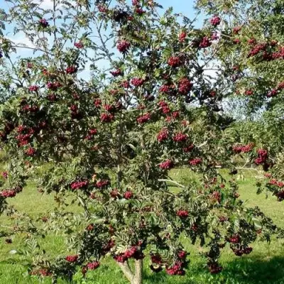Рябина БУРКА сладкоплодная в Слониме