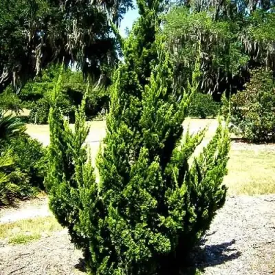 Можжевельник КАЙЗУКА китайский в Слониме