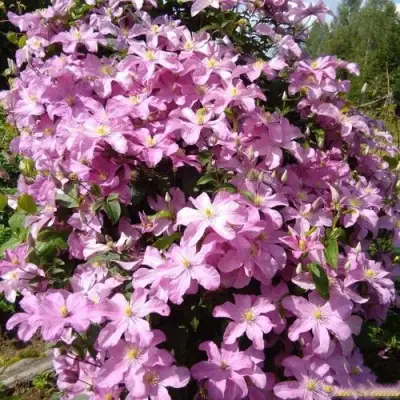 Клематис КОМТЕСС ДЕ БУШО в Слониме