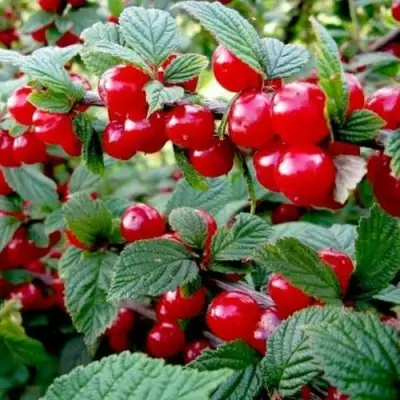 Вишня ВОСТОРГ войлочная в Слониме